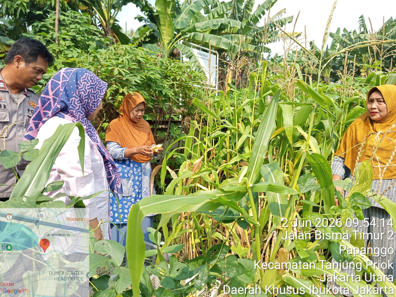 Ketua TP PKK Kelurahan Papanggo Monitoring dan Panen Hasil Kebun Produktif di RW 05 dan Mandiri Bisma 1