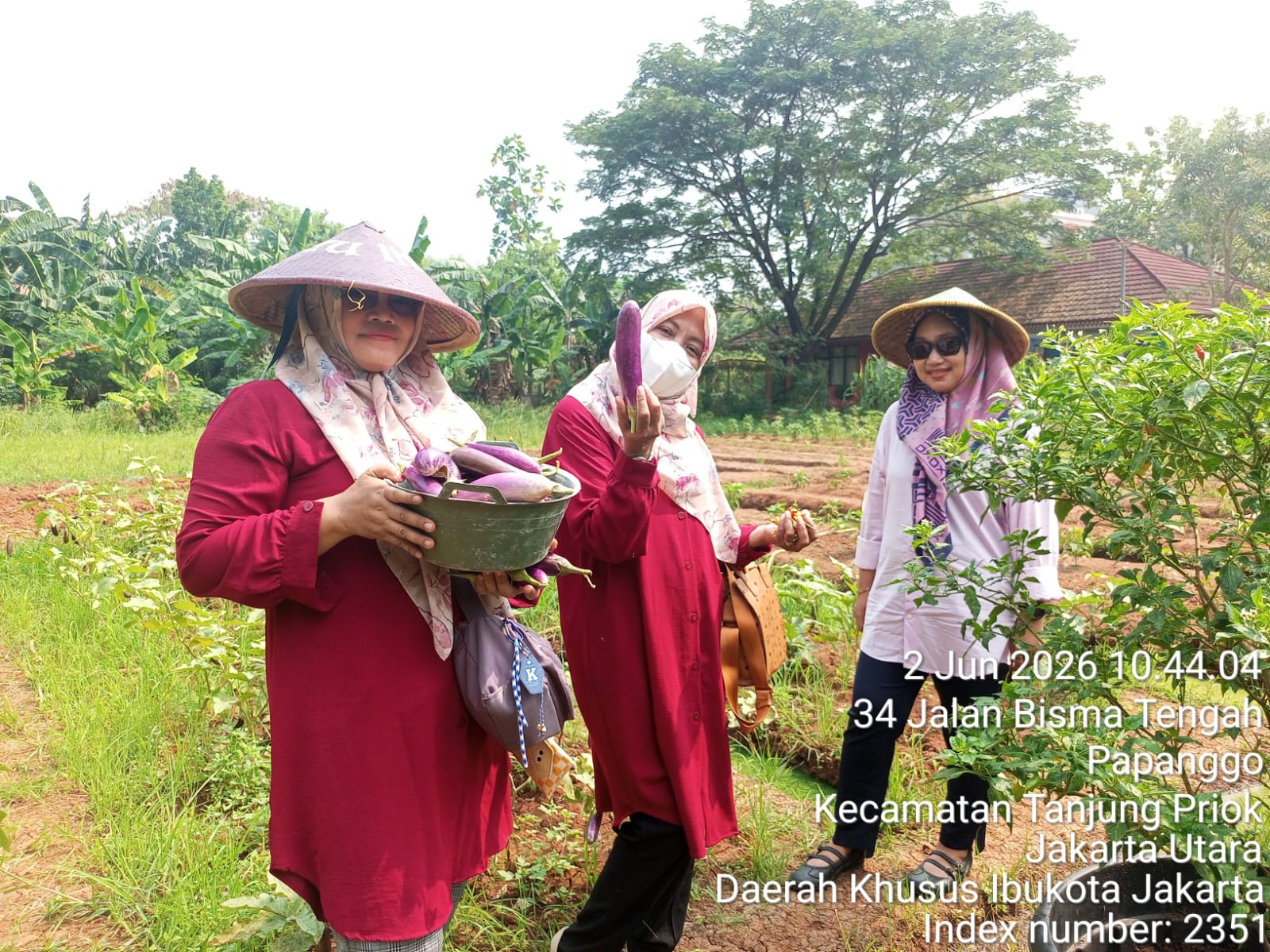 Ketua TP PKK Kelurahan Papanggo Monitoring dan Panen Hasil Kebun Produktif di RW 05 dan Mandiri Bisma 4