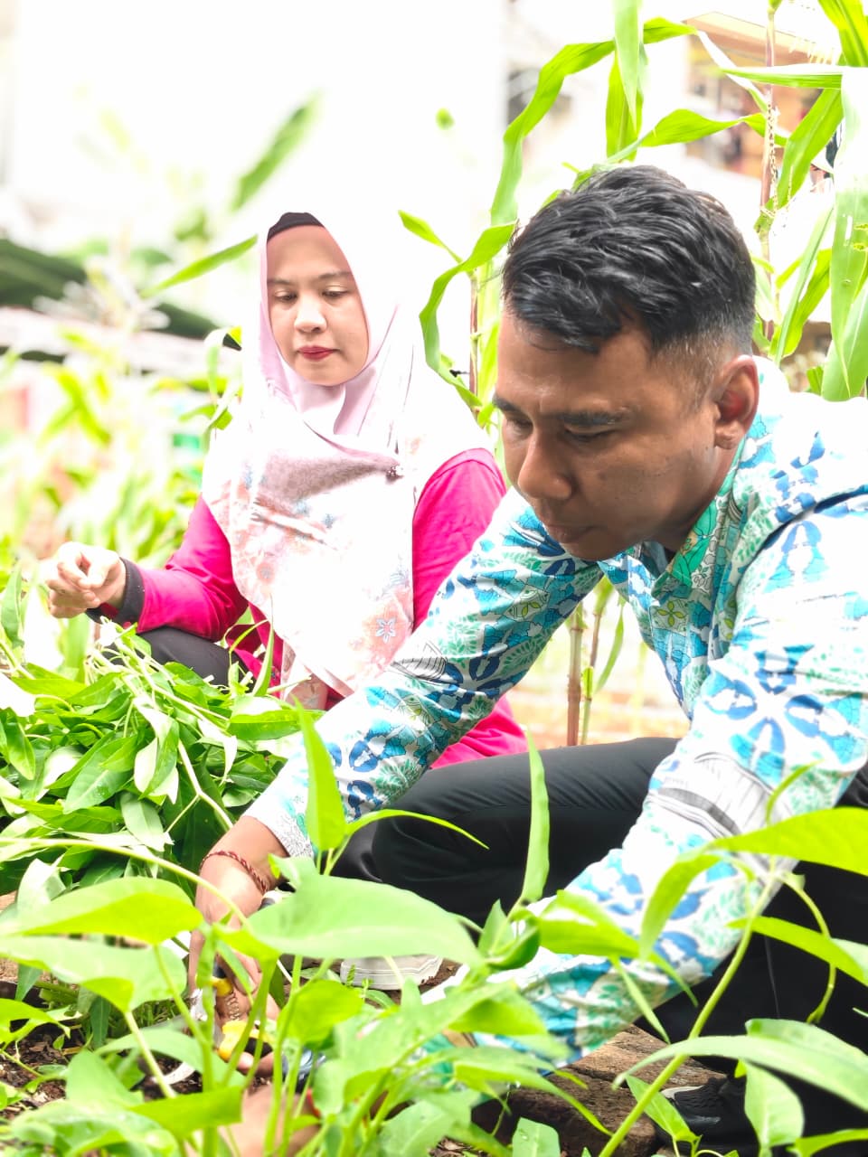 Panen Kangkung, Pakcoy, dan Bayam Perkuat Ketahanan Pangan di Rawa Badak Selatan 2