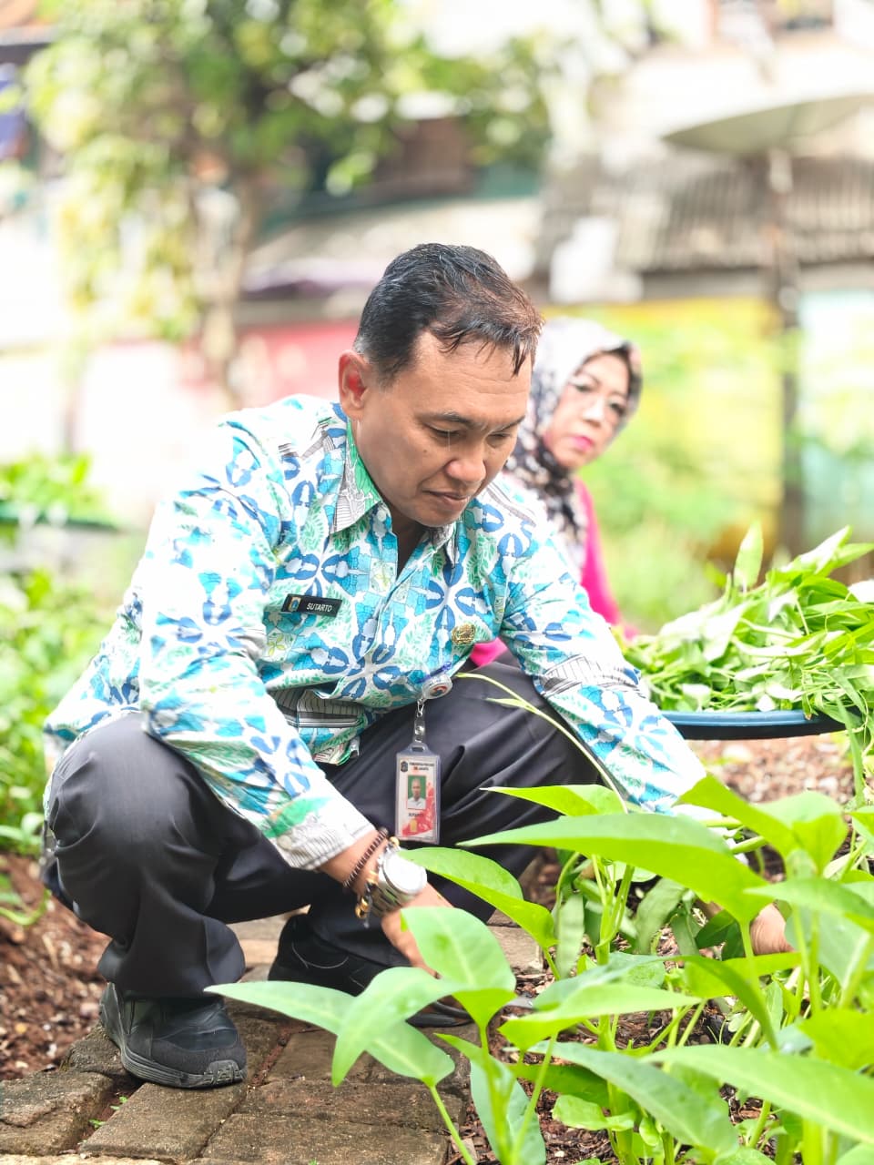 Panen Kangkung, Pakcoy, dan Bayam Perkuat Ketahanan Pangan di Rawa Badak Selatan 3