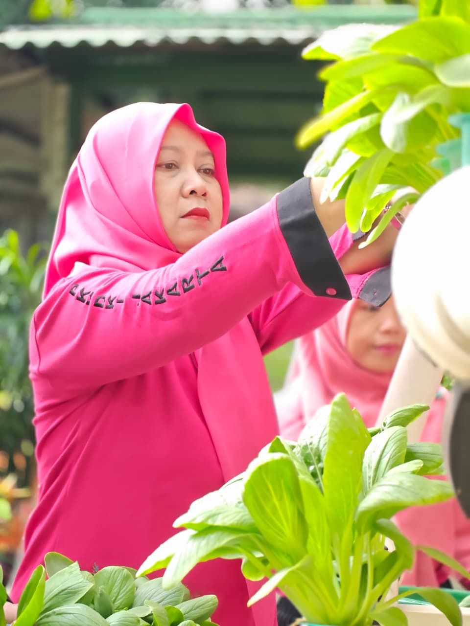 Panen Kangkung, Pakcoy, dan Bayam Perkuat Ketahanan Pangan di Rawa Badak Selatan 4