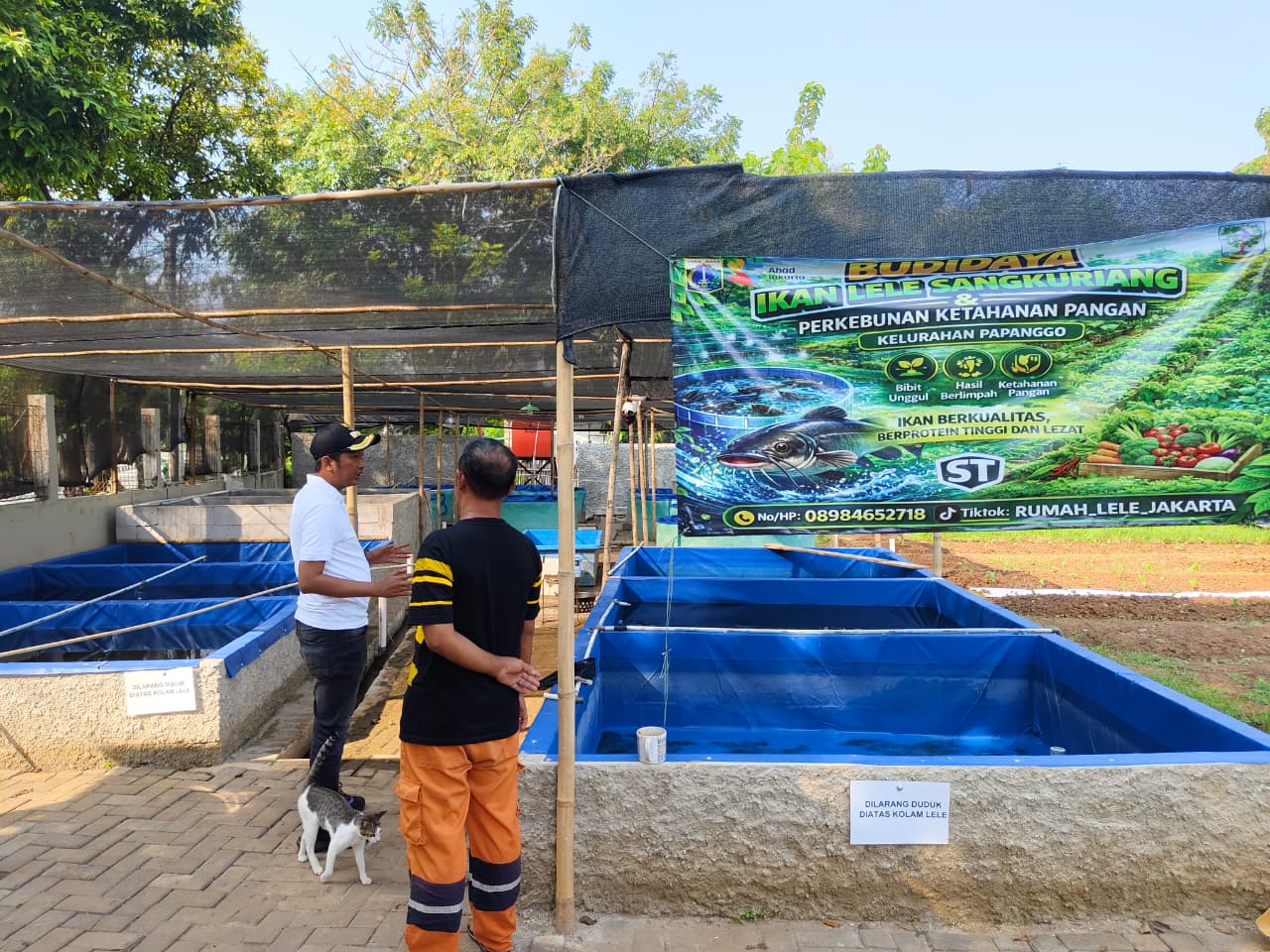 Kerja Bakti dan Monitoring Kebun Pangan PKK Mandiri Bisma, Wujud Komitmen Kelurahan Papanggo Menjaga Lingkungan dan Ketahanan Pangan 4