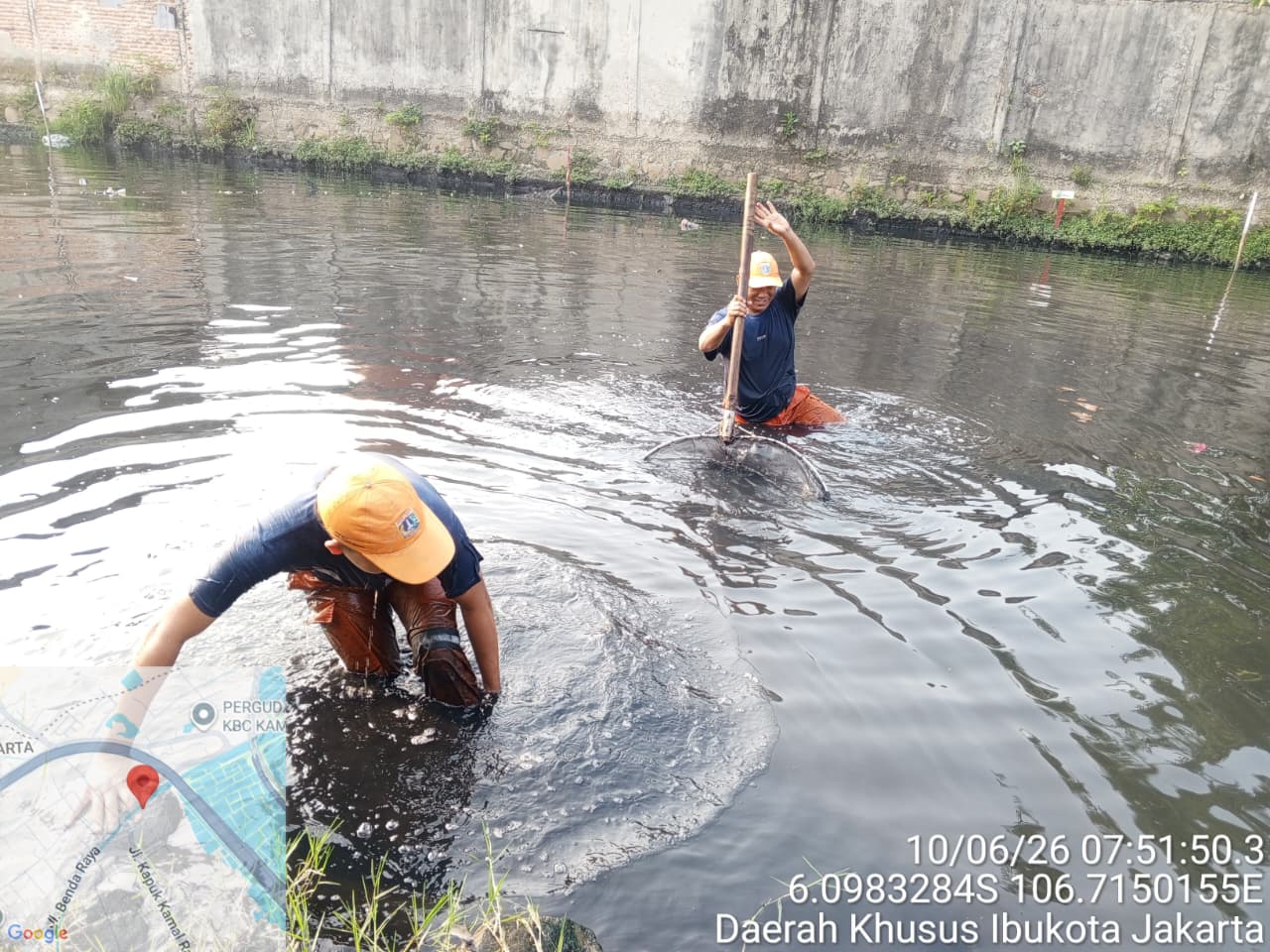 Pengendalian Populasi Ikan Sapu-Sapu di Kali Kamal Tunjukkan Kondisi Perairan Terkendali 3
