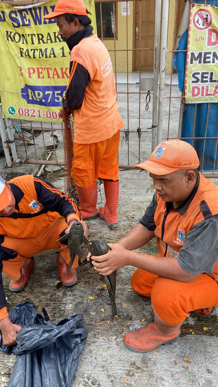 PENANGKAPAN IKAN SAPU-SAPU 1