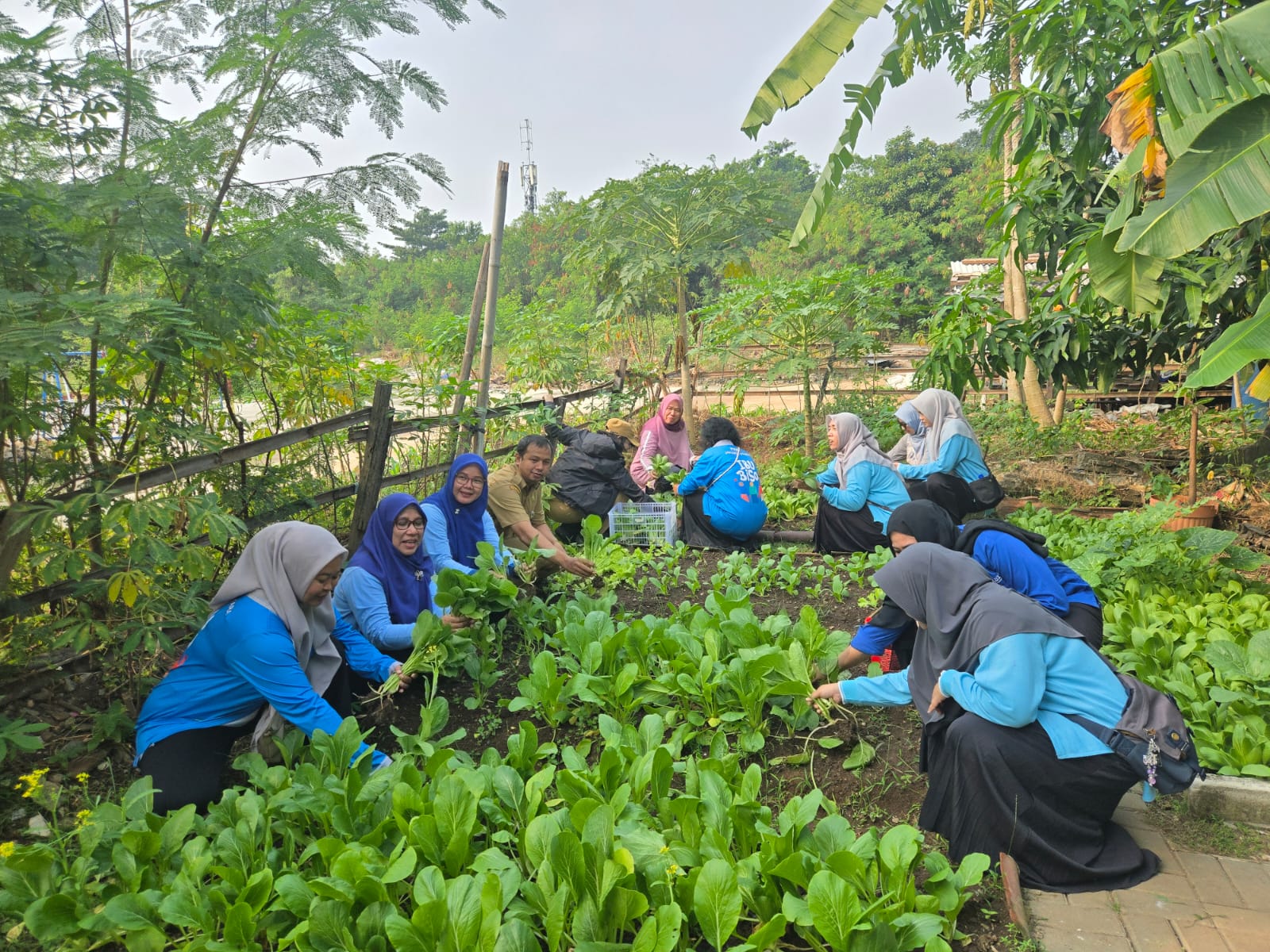 Panen Sawi dan Kacang Tanah di Kebun Cempaka RW 03 Wujudkan Ketahanan Pangan Berbasis Masyarakat 3