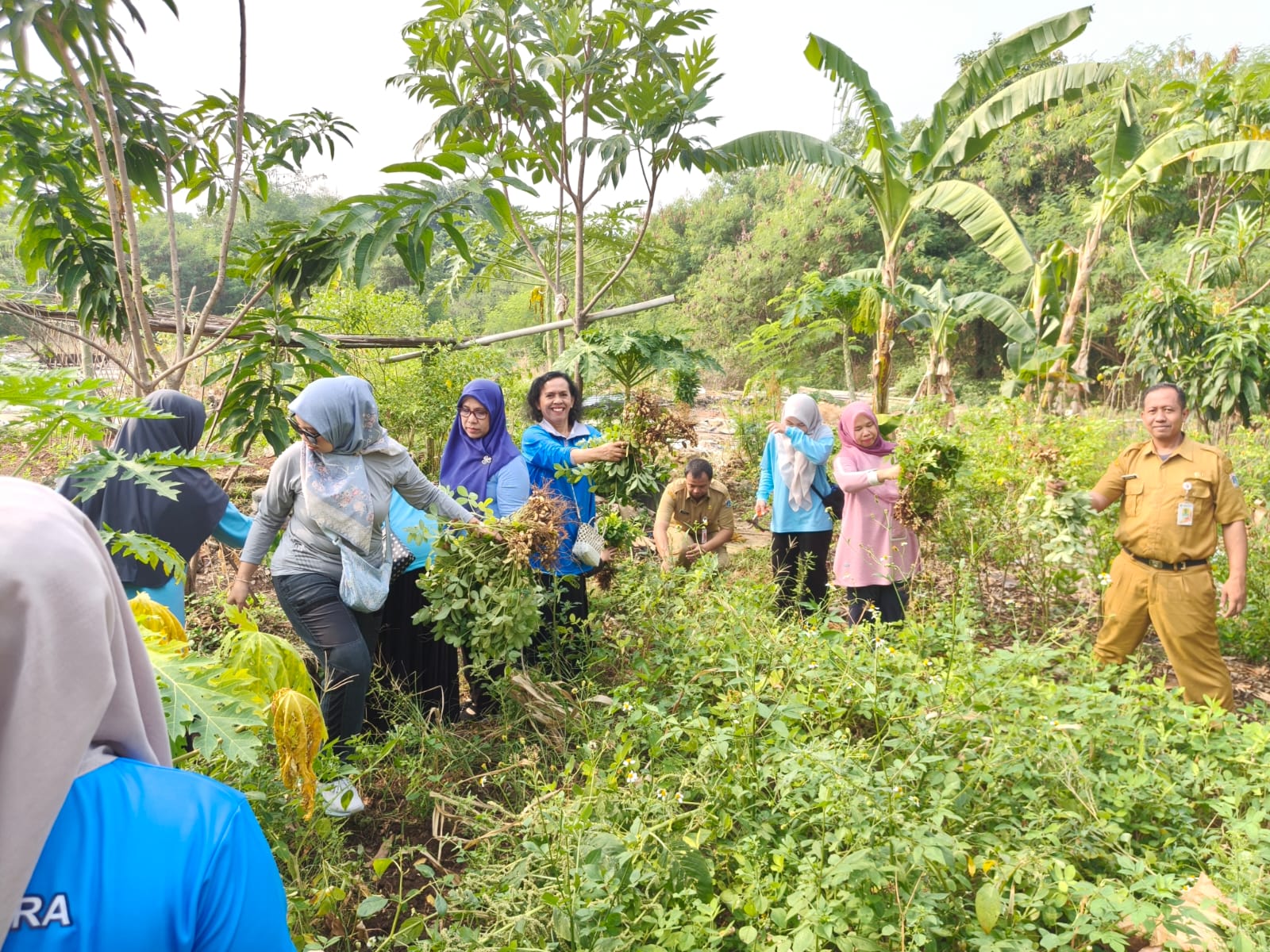 Panen Sawi dan Kacang Tanah di Kebun Cempaka RW 03 Wujudkan Ketahanan Pangan Berbasis Masyarakat 1