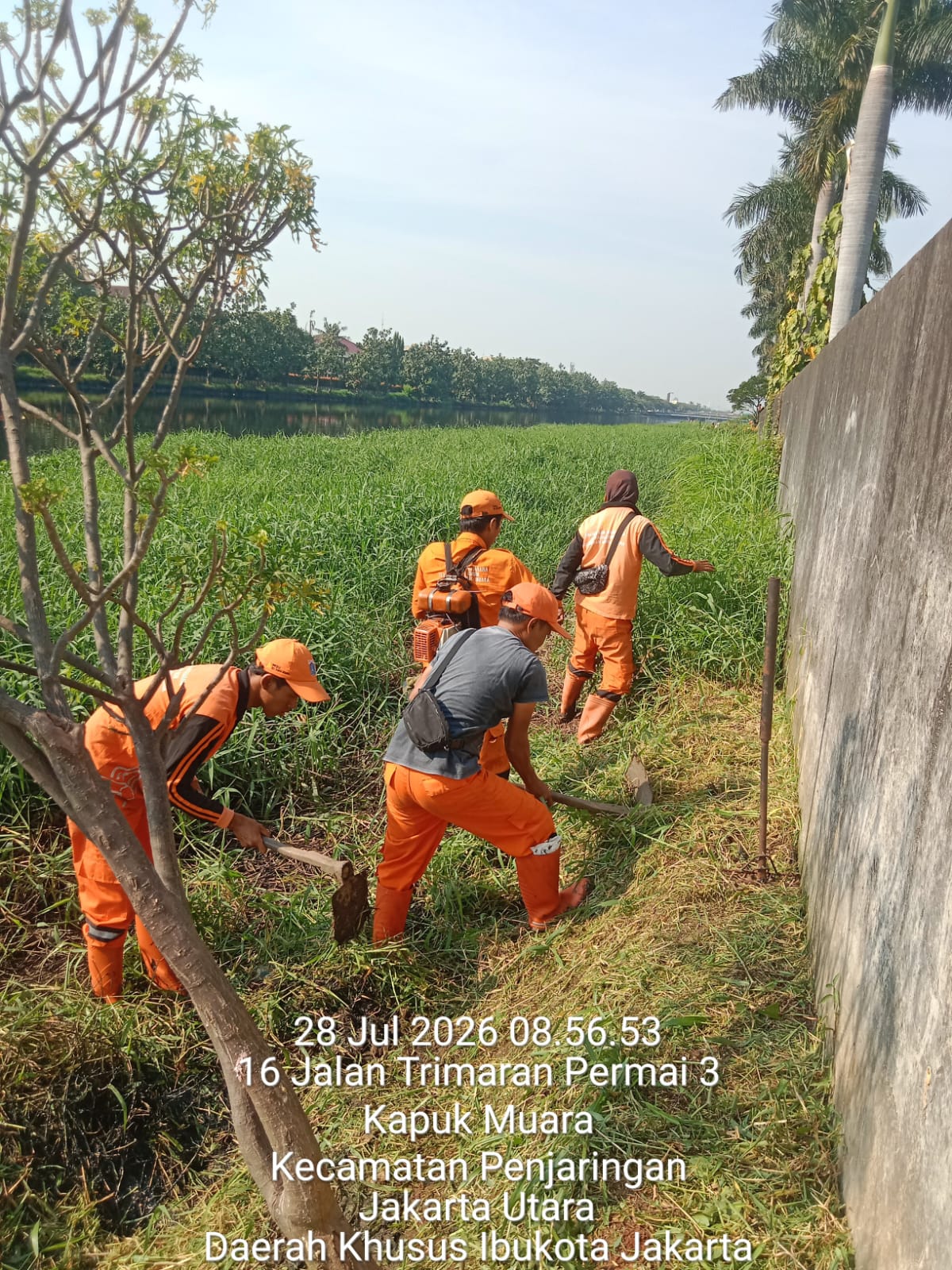 Kolaborasi Lintas Tim, PPSU Kamal Muara Bersihkan Kali Cengkareng Drain untuk Jaga Lingkungan Tetap Bersih dan Terawat 1