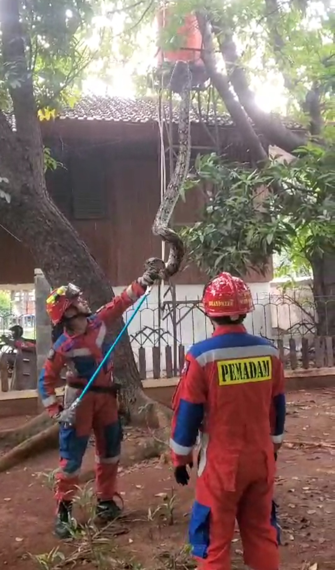 Penyelamatan evakuasi ular sanca yang berada melintang di atas kabel.