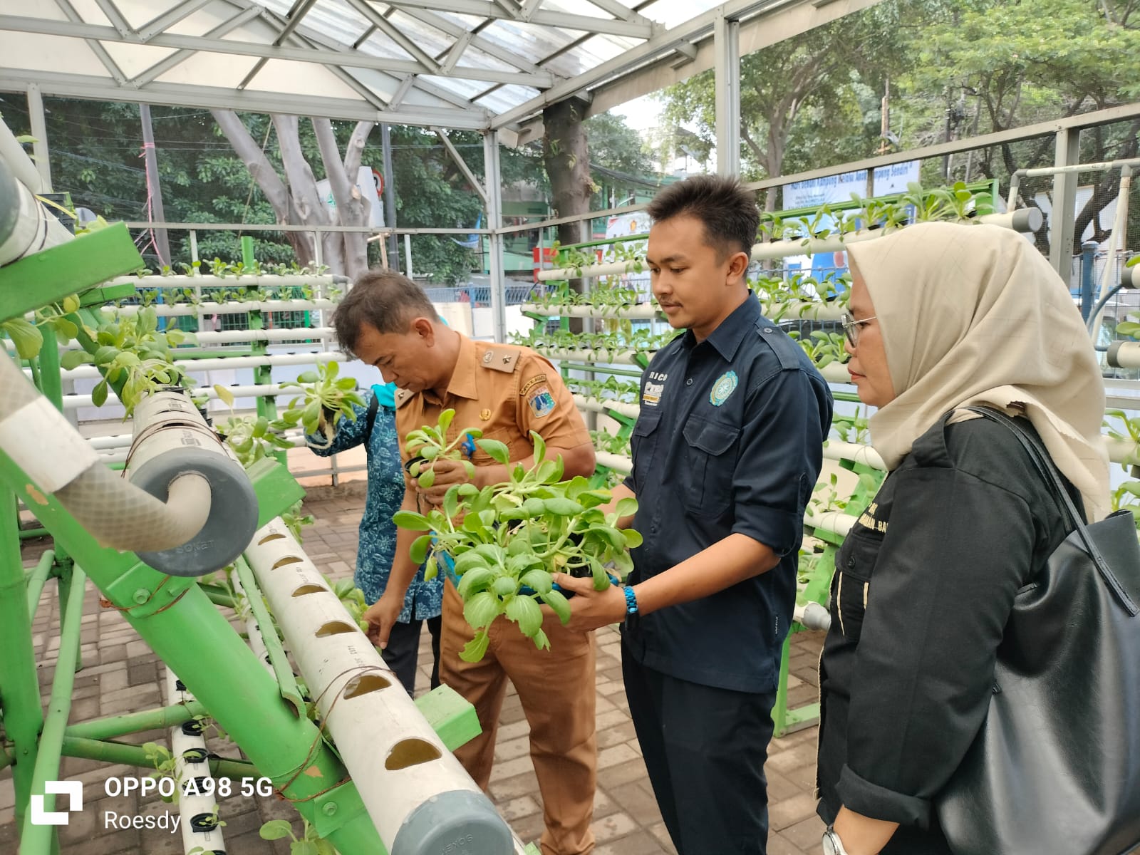 Keberhasilan Panen Hidroponik Pakcoy Di Rptra Budi Mulia Kelurahan